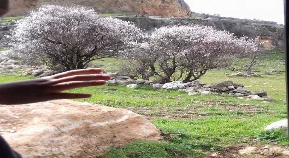 Mardinde baharın habercisi badem çiçekleri açtı