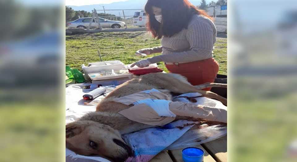 Denizlide yaralı köpeğe Buldan Belediyesi sahip çıktı