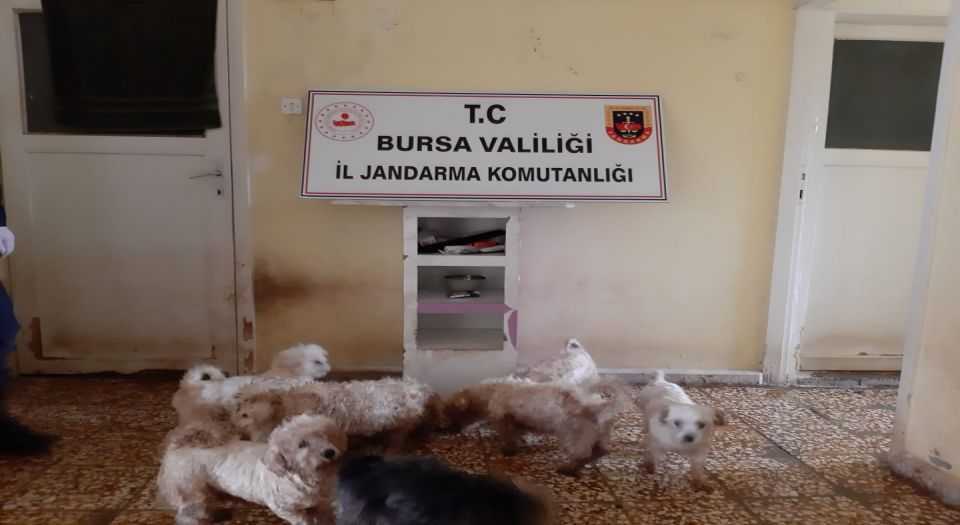 Bursa’da çiftliğe köpek baskını