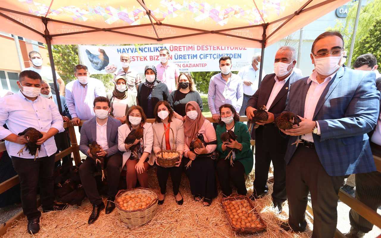 Gaziantep’te 70 bin tavuk kadın hayvan yetiştiricilerine dağıtıldı