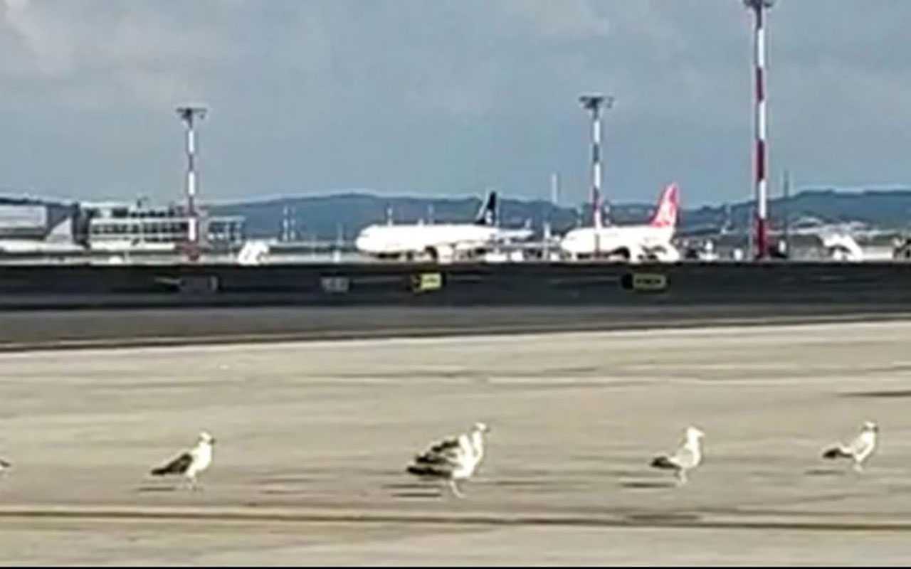 İstanbul Havalimanı’nı çekirgeler bastı