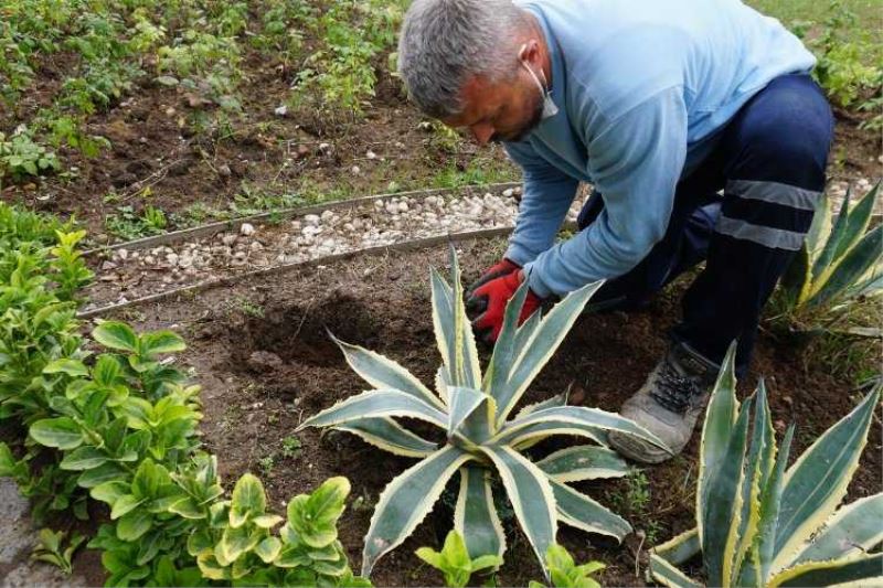İzmit Belediyesi Tıbbi-Aromatik  Bitkiler Bahçesine bakım yaptı