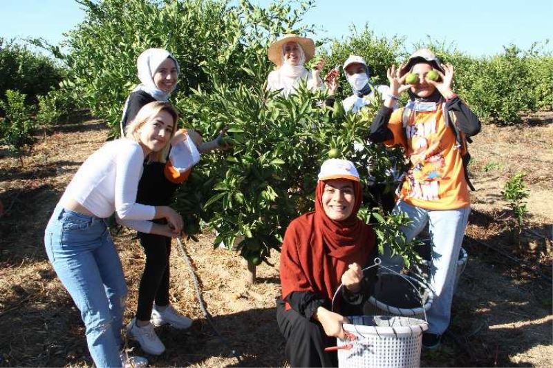 İzmirde mandalinalar ihtiyaç sahiplerine hasat edildi