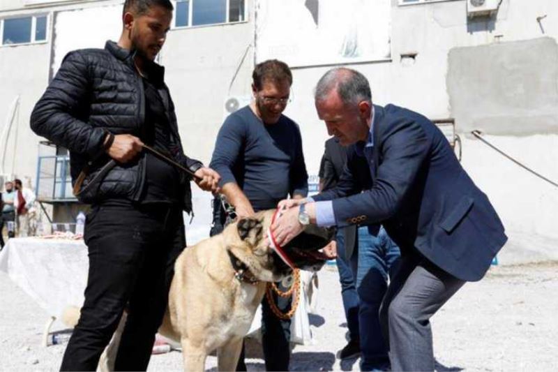 Bursa İnegölde çoban köpekleri de madalya için yarıştı