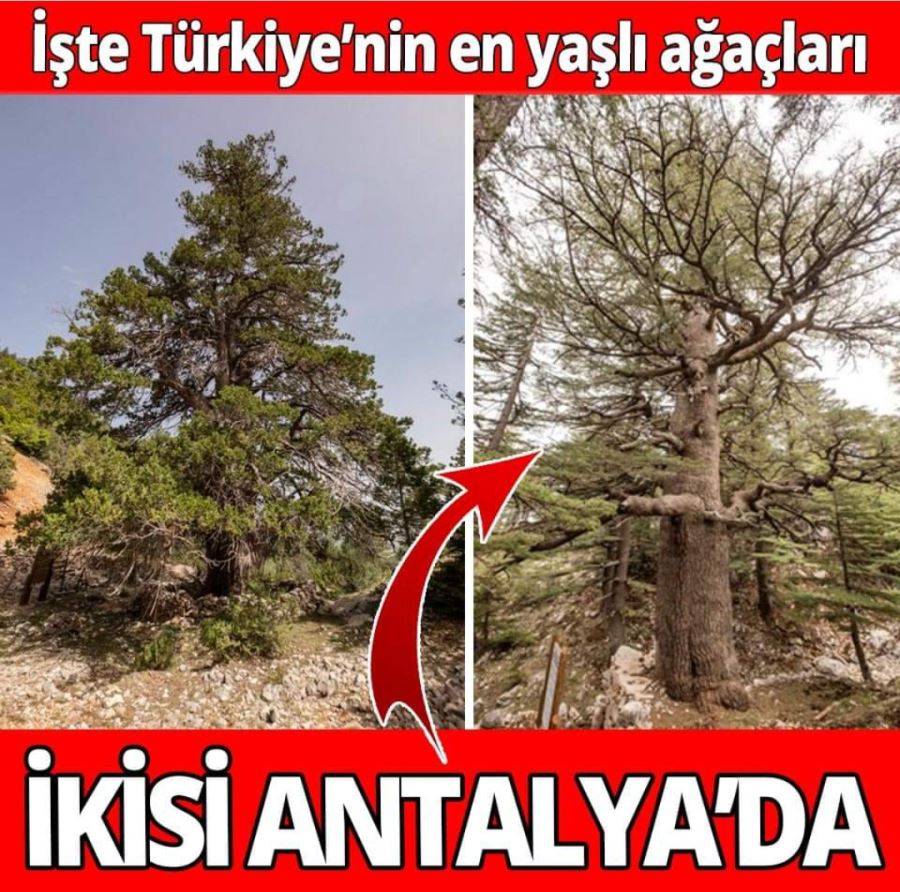 Yeni 53 tescil ile anıt ağaç sayısı 10 bin 506