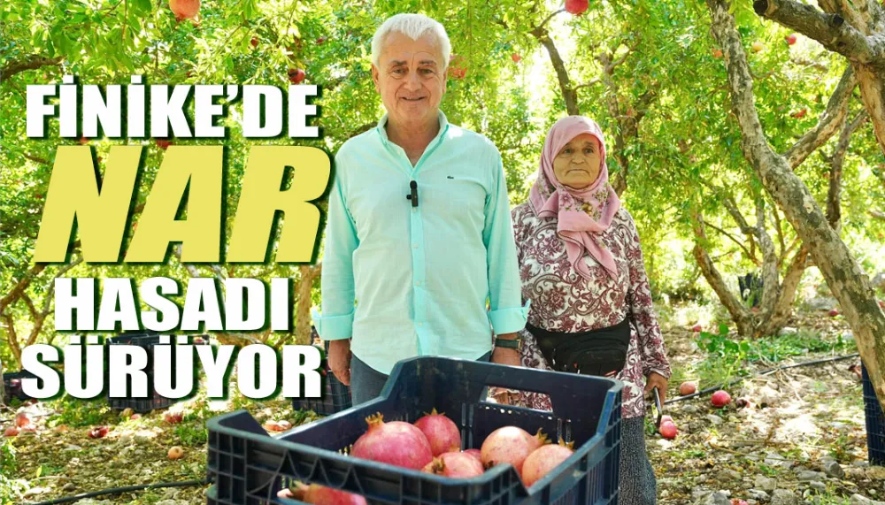 Finike’de nar hasadı sürüyor