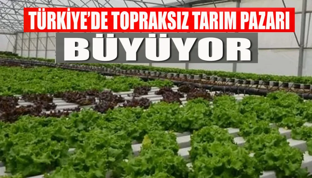 Türkiye’de topraksız tarım pazarı büyüyor