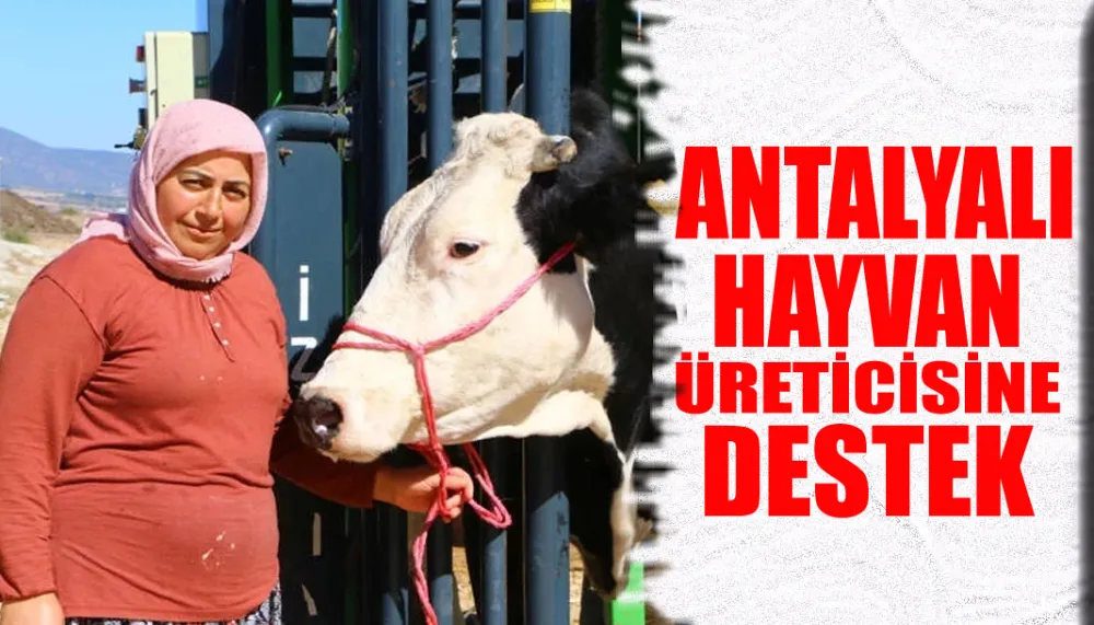 Antalyalı hayvan üreticisine destek