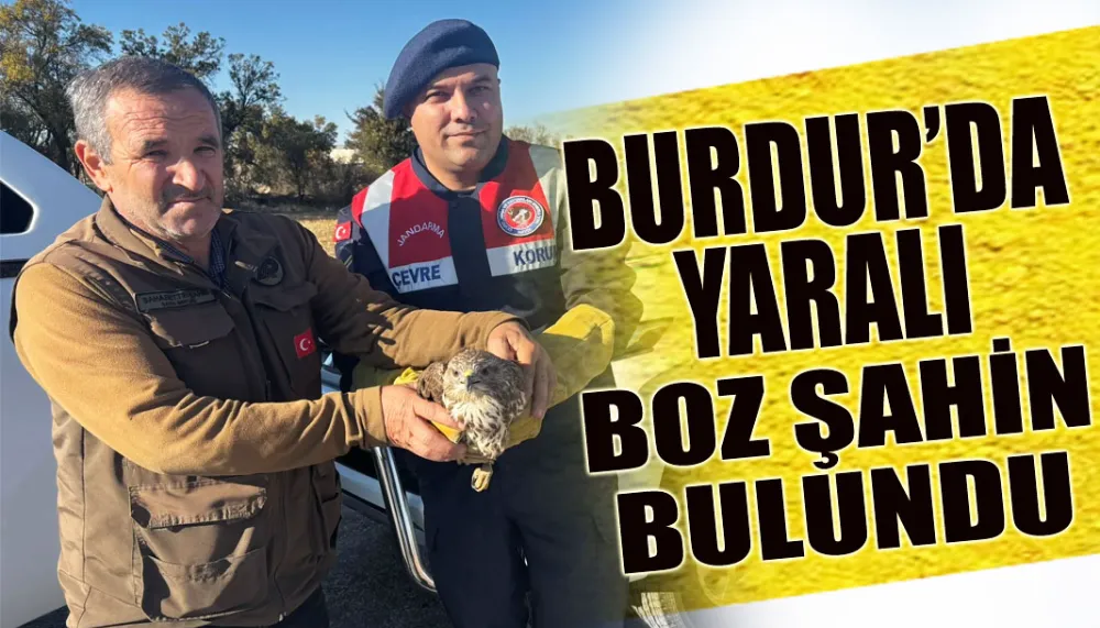 Burdur’da yaralı boz şahin bulundu