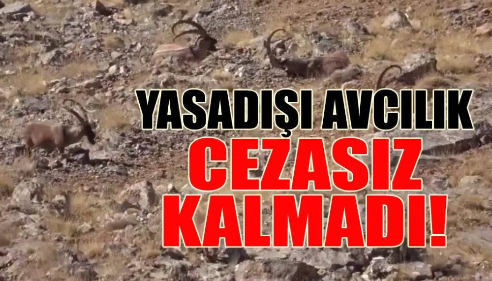 Yasadışı avcılık cezasız kalmadı!