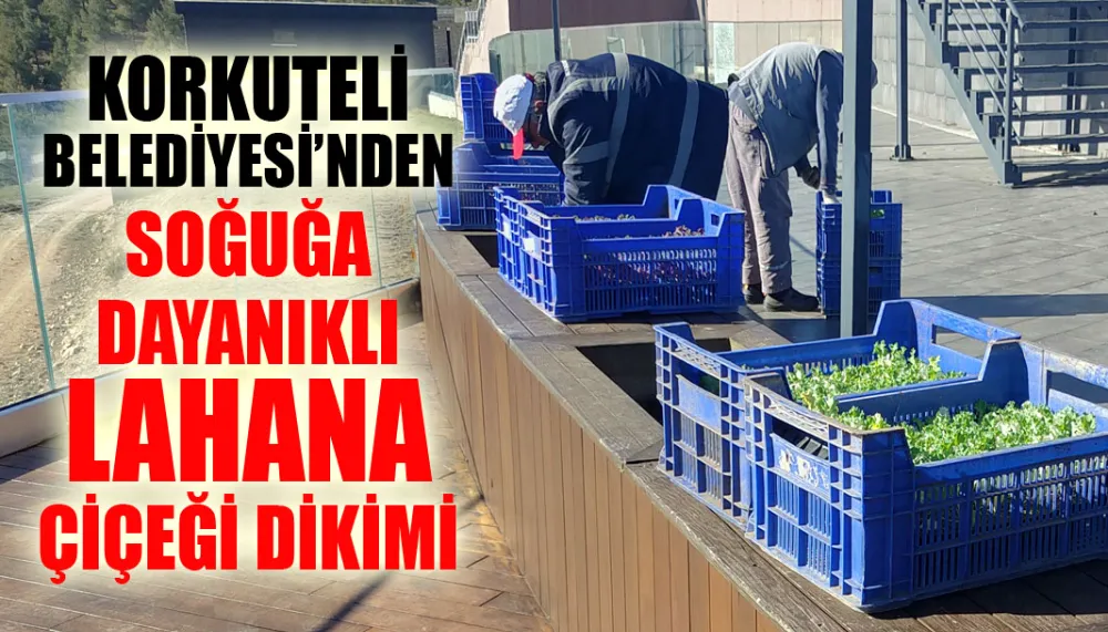 Korkuteli belediyesi’nden soğuğa dayanıklı lahana çiçeği dikimi