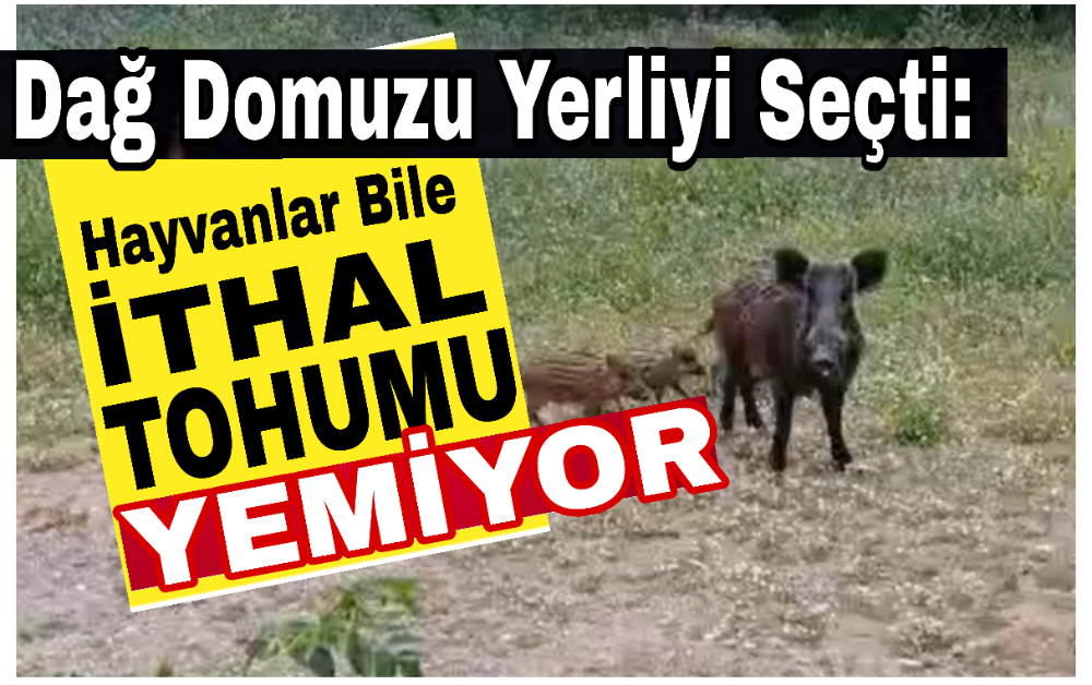 Dağ Domuzu Yerliyi Seçti: Hayvanlar Bile İthal Tohumu Yemiyor