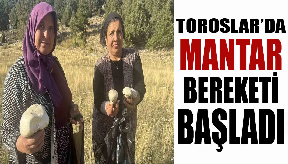 Toroslar’da mantar bereketi başladı 