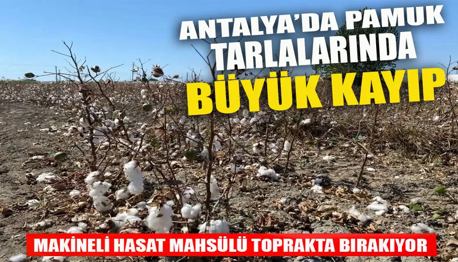 Antalya’da pamuk tarlalarında büyük kayıp