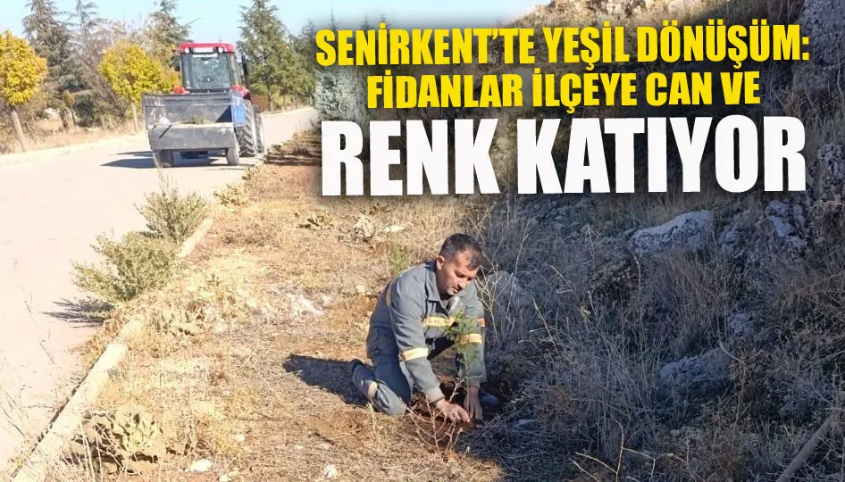 Senirkent’te yeşil dönüşüm: Fidanlar ilçeye can ve renk katıyor