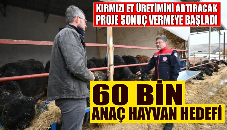 Kırmızı et üretimini artıracak proje sonuç vermeye başladı