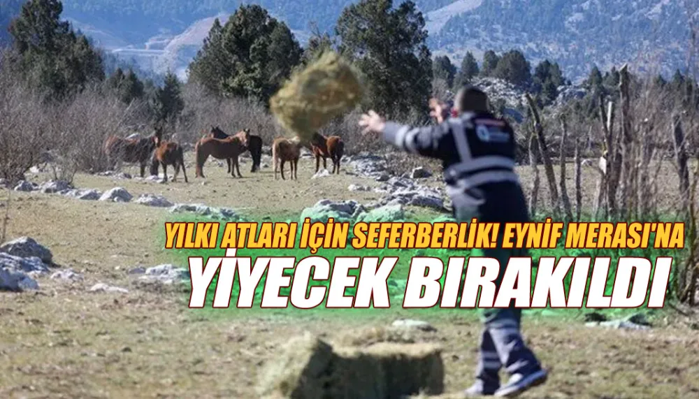 Yılkı atları için seferberlik! Eynif Merası