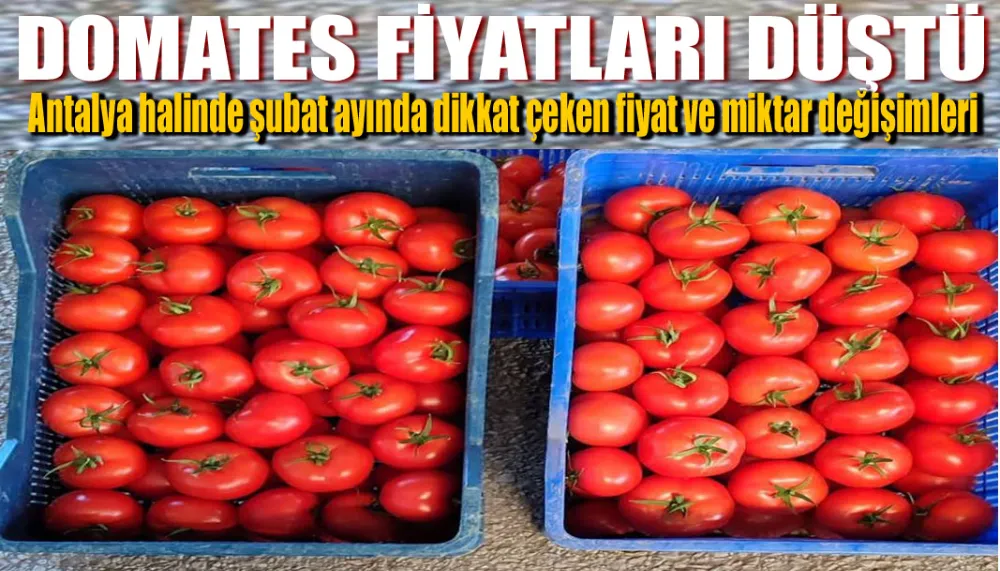 Antalya halinde şubat ayında dikkat çeken fiyat ve miktar değişimleri