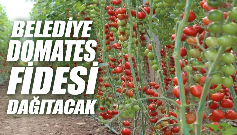 Belediye domates fidesi dağıtacak