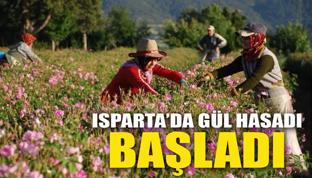 Isparta’da gül hasadı başladı