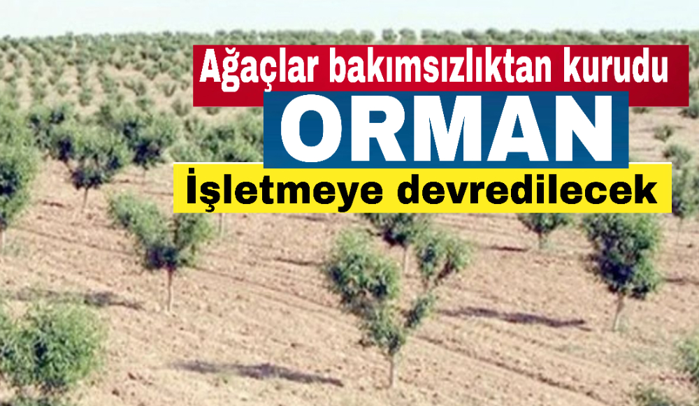 Ağaçlar bakımsızlıktan kurudu Orman İşletmeye devredilecek