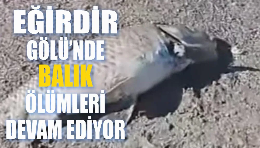 Eğirdir gölü’nde balık ölümleri devam ediyor