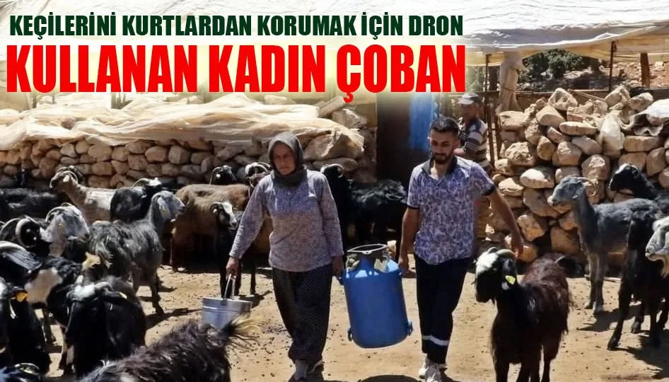 Keçilerini kurtlardan korumak için dron kullanan kadın çoban