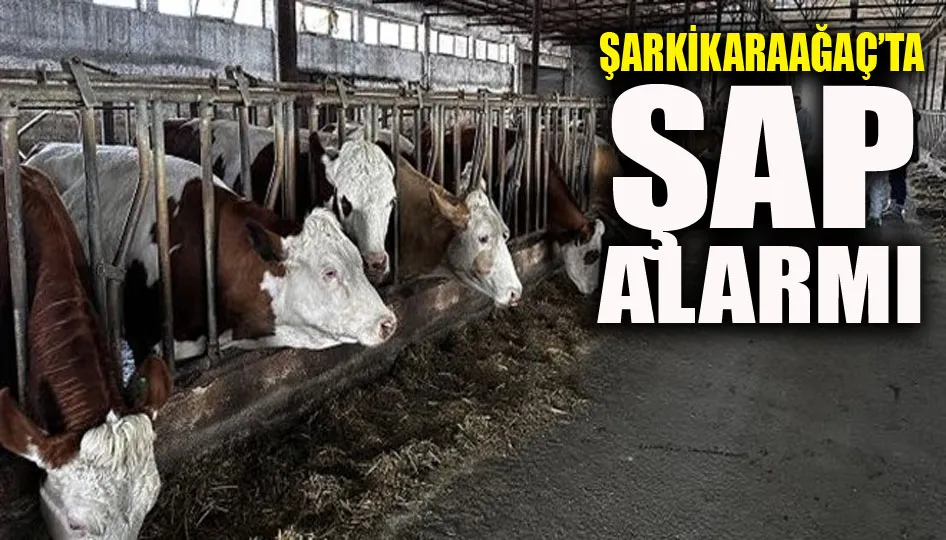 Şarkikaraağaç’ta şap alarmı