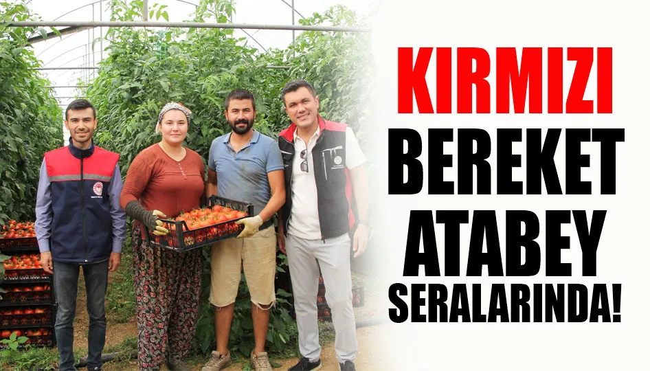 Kırmızı Bereket Atabey seralarında!