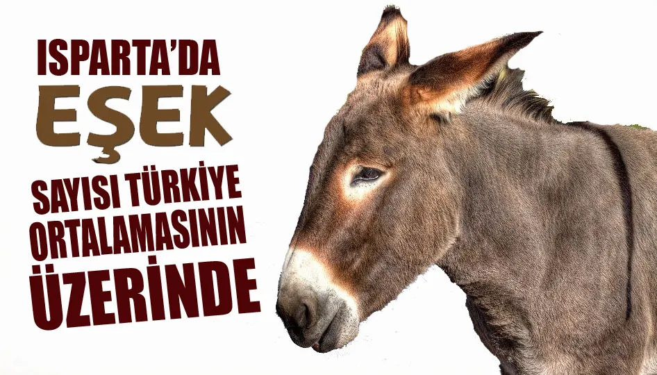 Isparta’da eşek sayısı Türkiye ortalamasının üzerinde