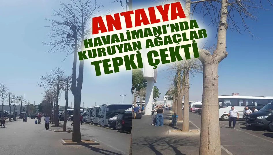 Antalya Havalimanı’nda kuruyan ağaçlar tepki çekti