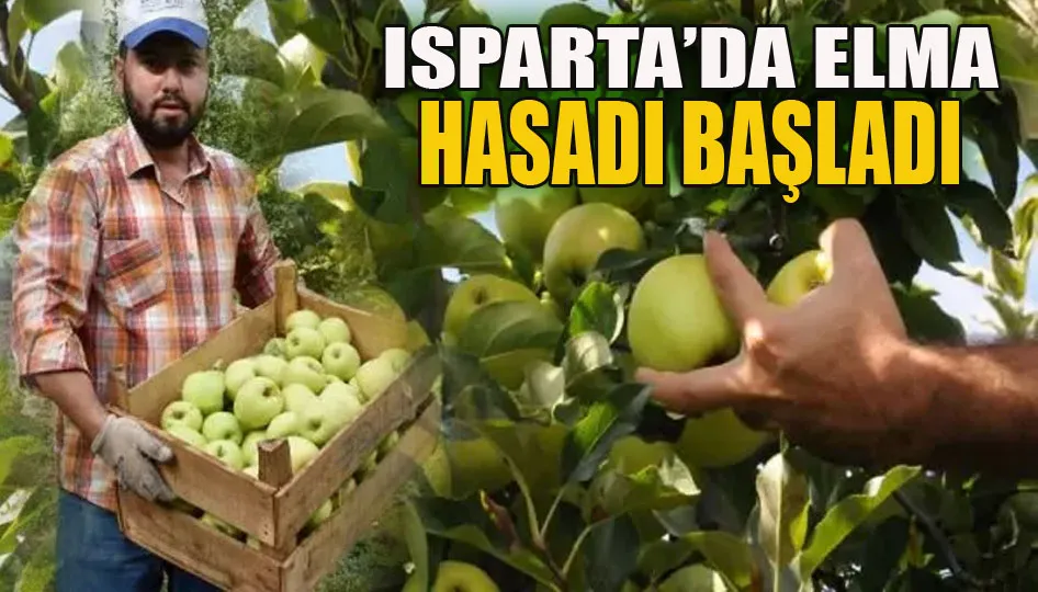 Isparta’da Elma hasadı başladı