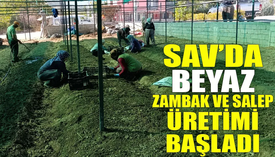 Sav’da beyaz zambak ve salep üretimi başladı