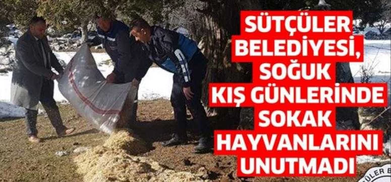 SÜTÇÜLER BELEDİYESİ, SOĞUK KIŞ GÜNLERİNDE SOKAK HAYVANLARINI UNUTMADI