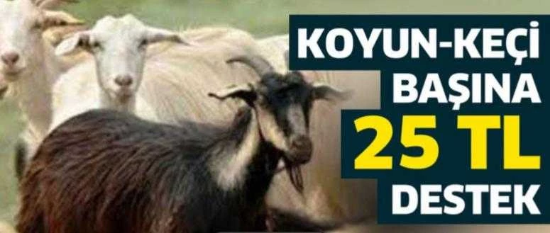 KOYUN-KEÇİ BAŞINA 25 TL DESTEK