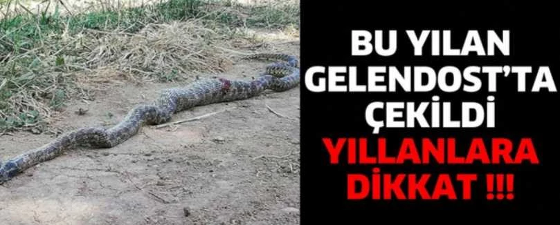 BARASI AMAZON ORMANLARI DEĞİL BURASI GELENDOST