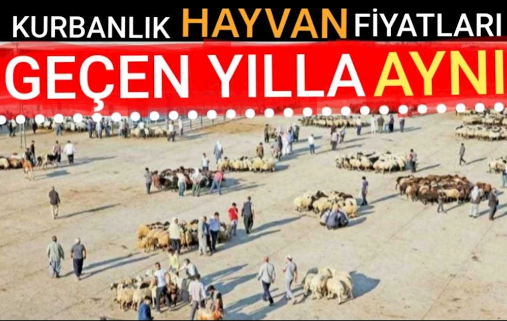 KURBANLIK HAYVAN FİYATLARI GEÇEN YILLA AYNI