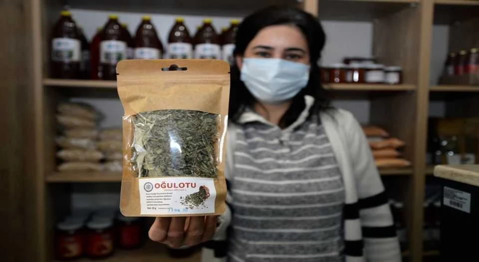 Bursa Uludağ Üniversitesinin bitki çayları şifa dağıtıyor