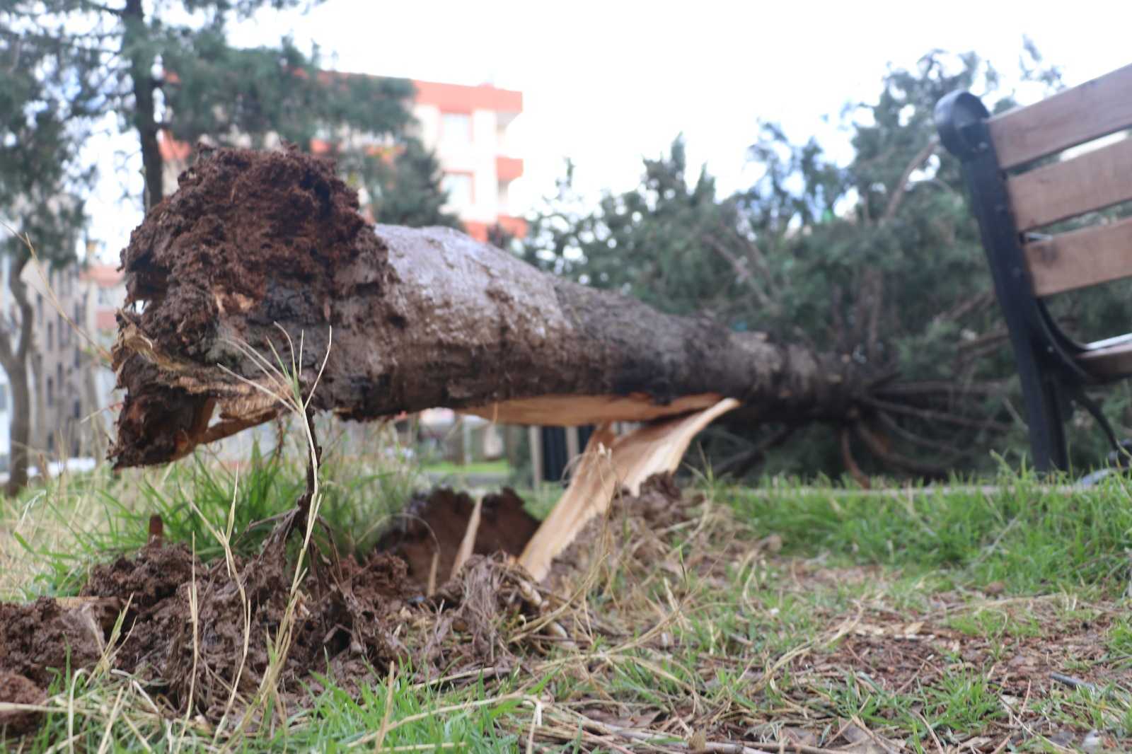 Mardindeki fırtınada 25 yıllık çam ağacı devrildi!