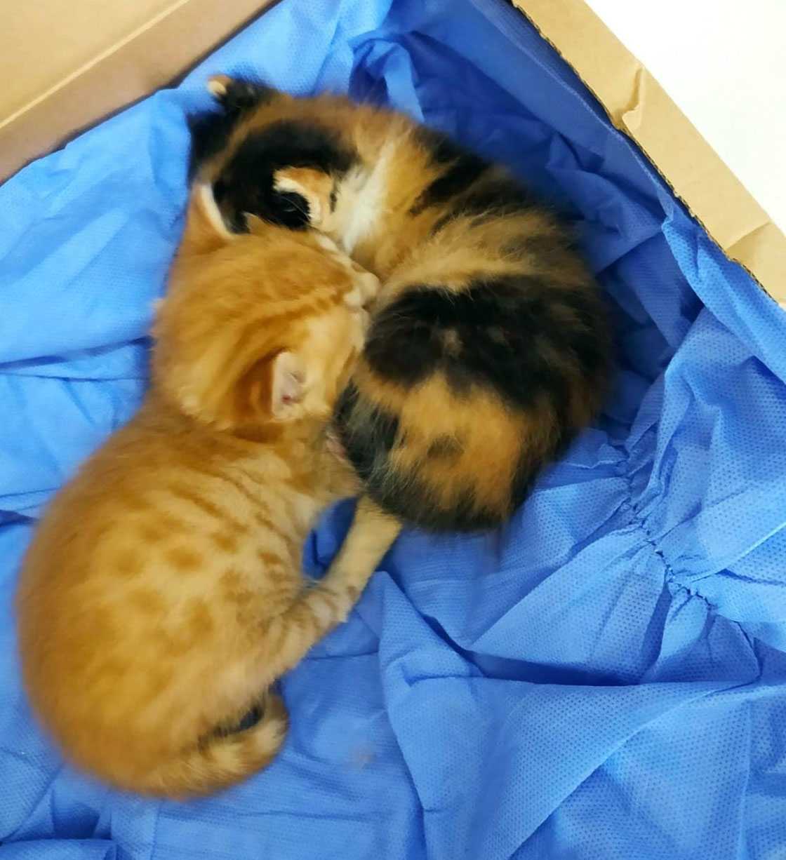 İzmirli anne kedi yavrularını doktora getirdi