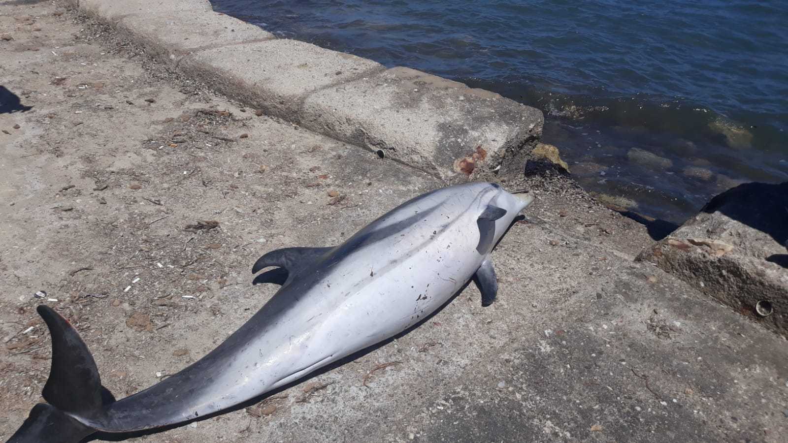 2 metrelik yunus balığı Aydın’da karaya vurdu