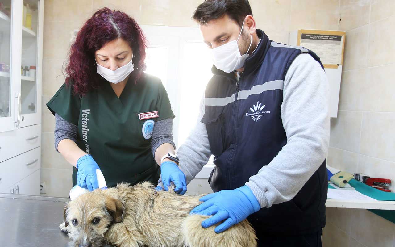 İzmir Karabağlar’da 6 ayda bin 500’e yakın hayvan kısırlaştırıldı