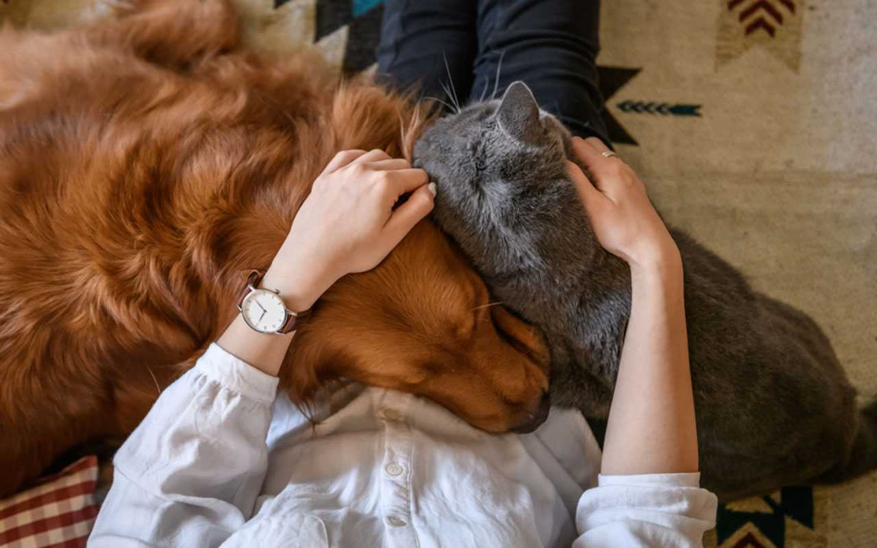 Araştırma: Evcil kedi ve köpeklerde Koronavirüs yaygın mı?