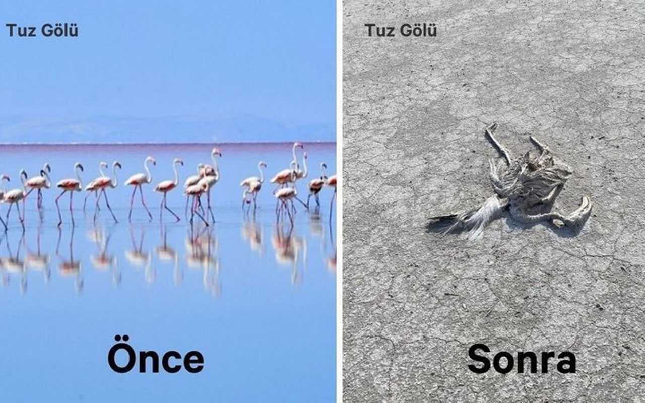 Tuz Gölü’nde toplu flamingo ölümleri!