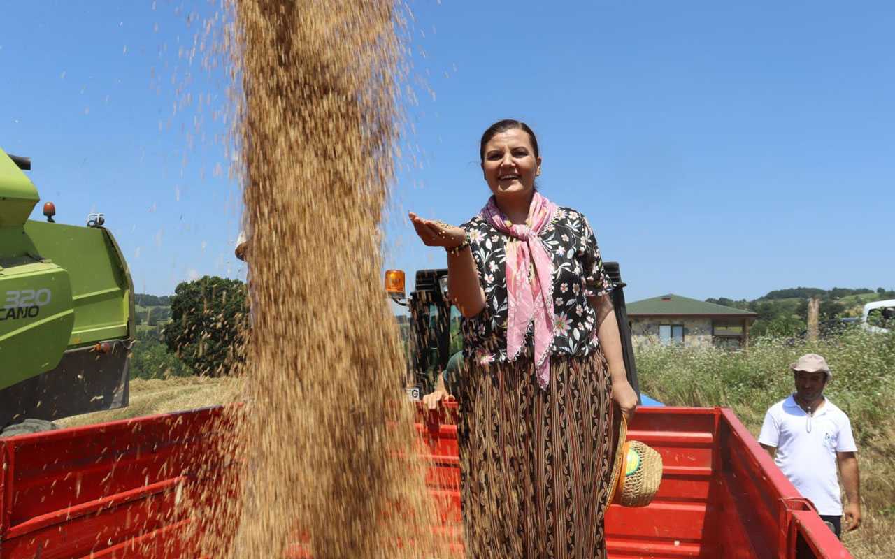 İzmit’te ekilen yerel tohumlar ekmeklik buğdaya dönüştü