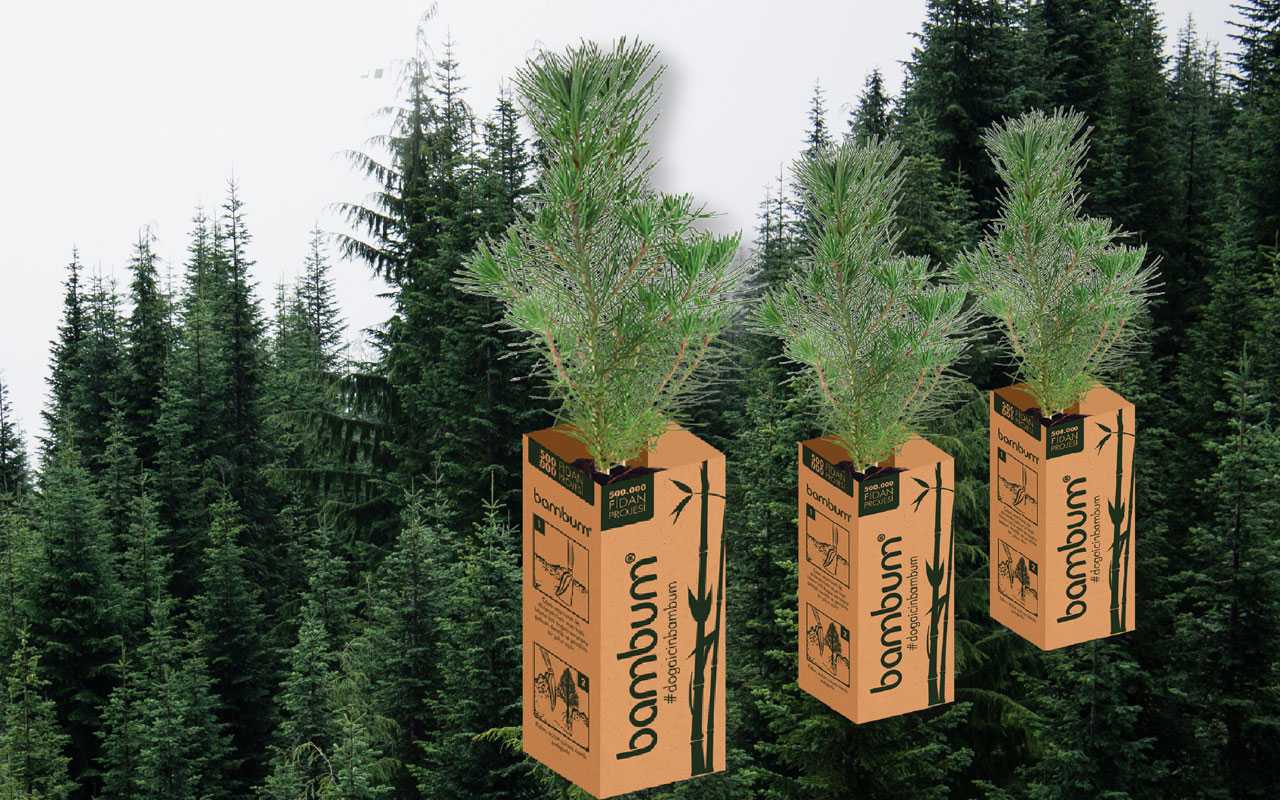 Bambum, yeşil bir Türkiye için 100 bin fidan dağıtacak