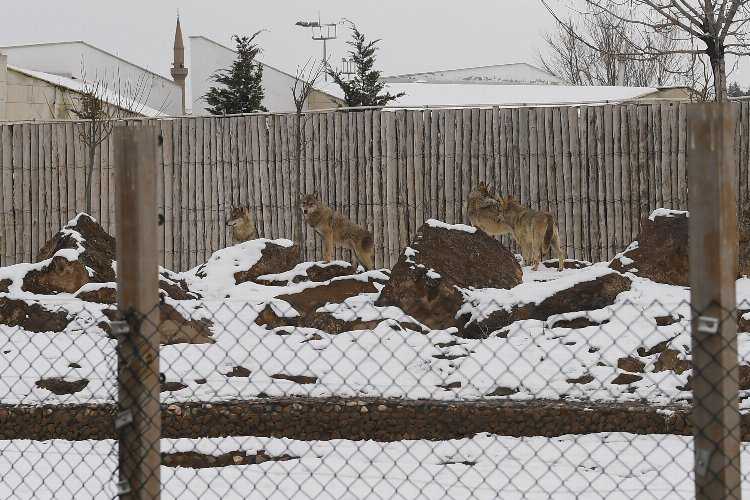 Kayseri Büyükşehirin Hayvanat Bahçesi sakinleri karın keyfini çıkarıyor