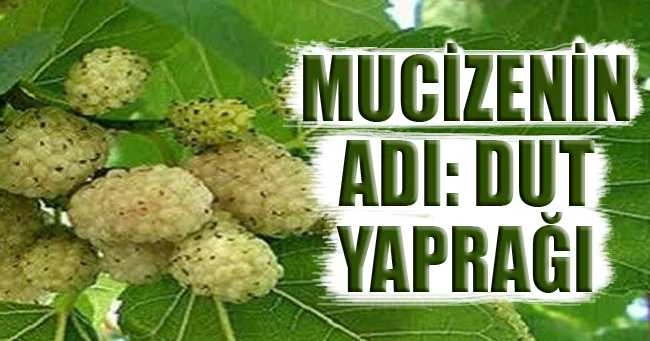 MUCİZENİN ADI: DUT YAPRAĞI