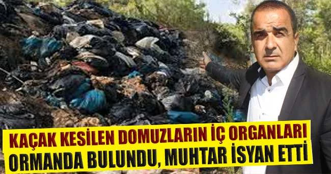 Kaçak kesilen domuzların iç organları ormanda bulundu, muhtar isyan etti