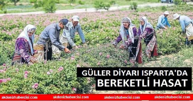 Güller Diyarı Ispartada Bereketli Hasat